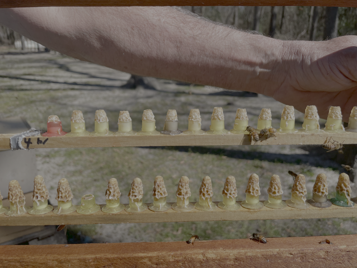 Queen cells from the Georgia Queen Study