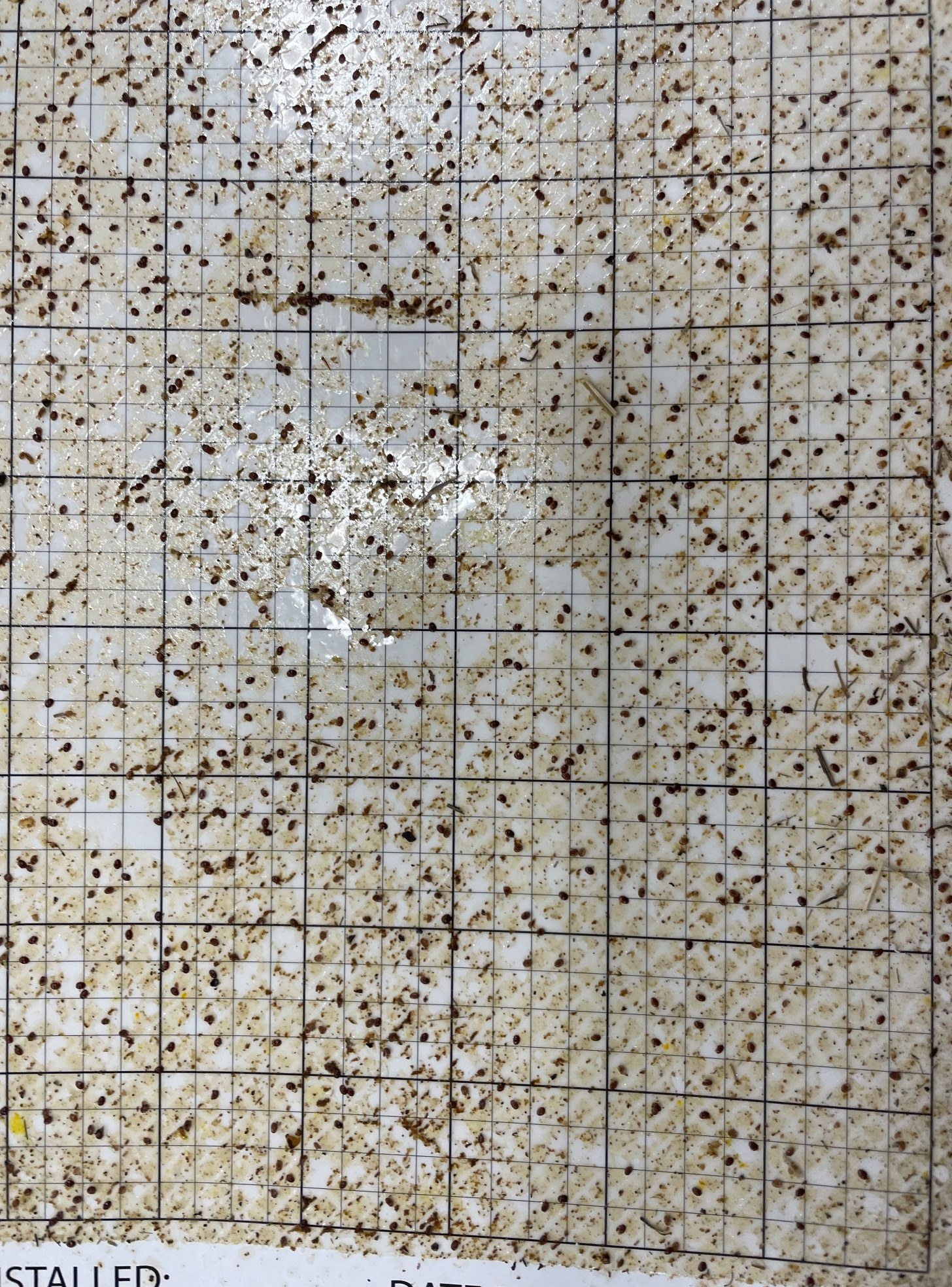 Stickyboard showing mite drop after treatment