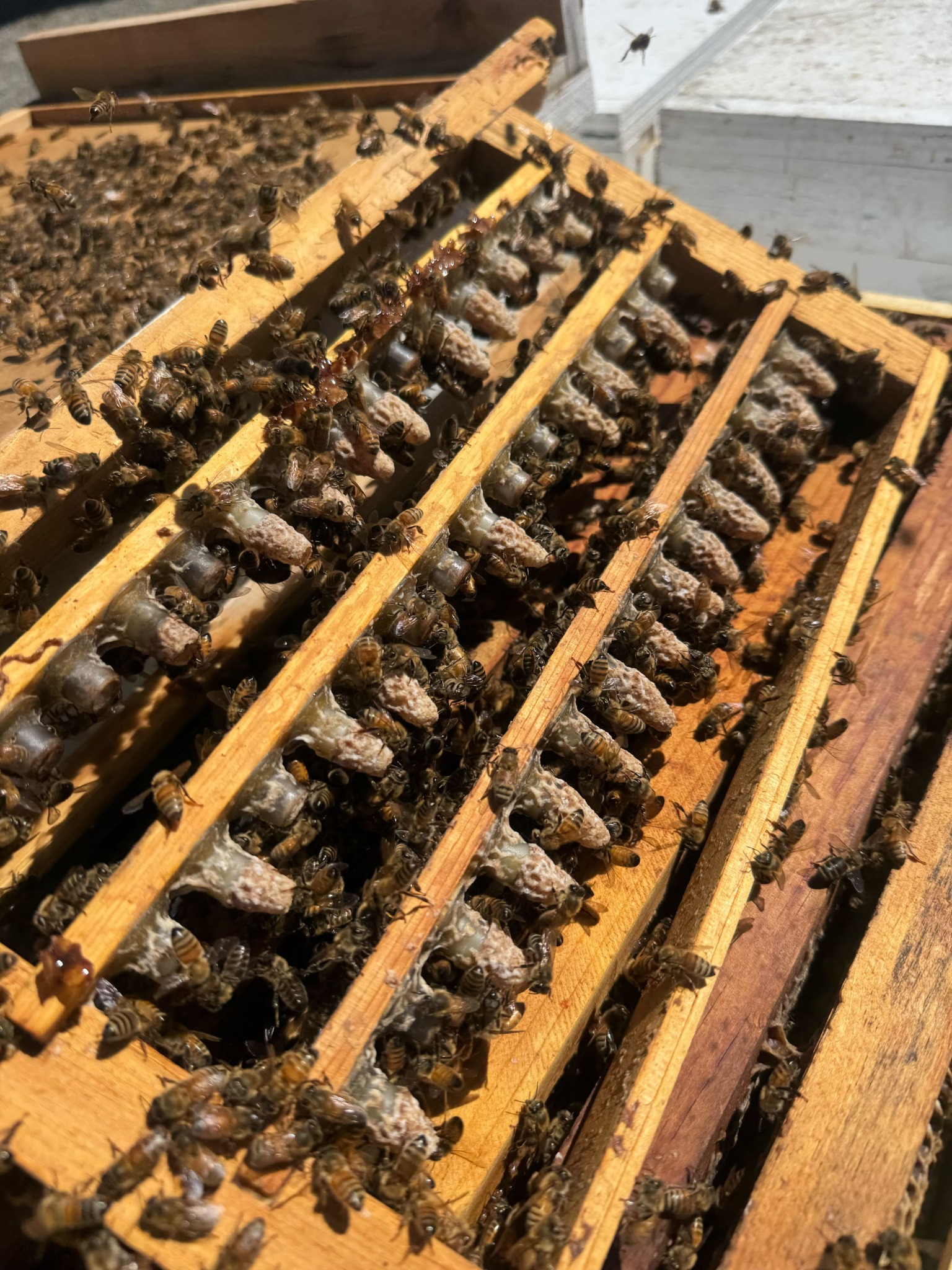 Queen cells in a colony under field research conditions