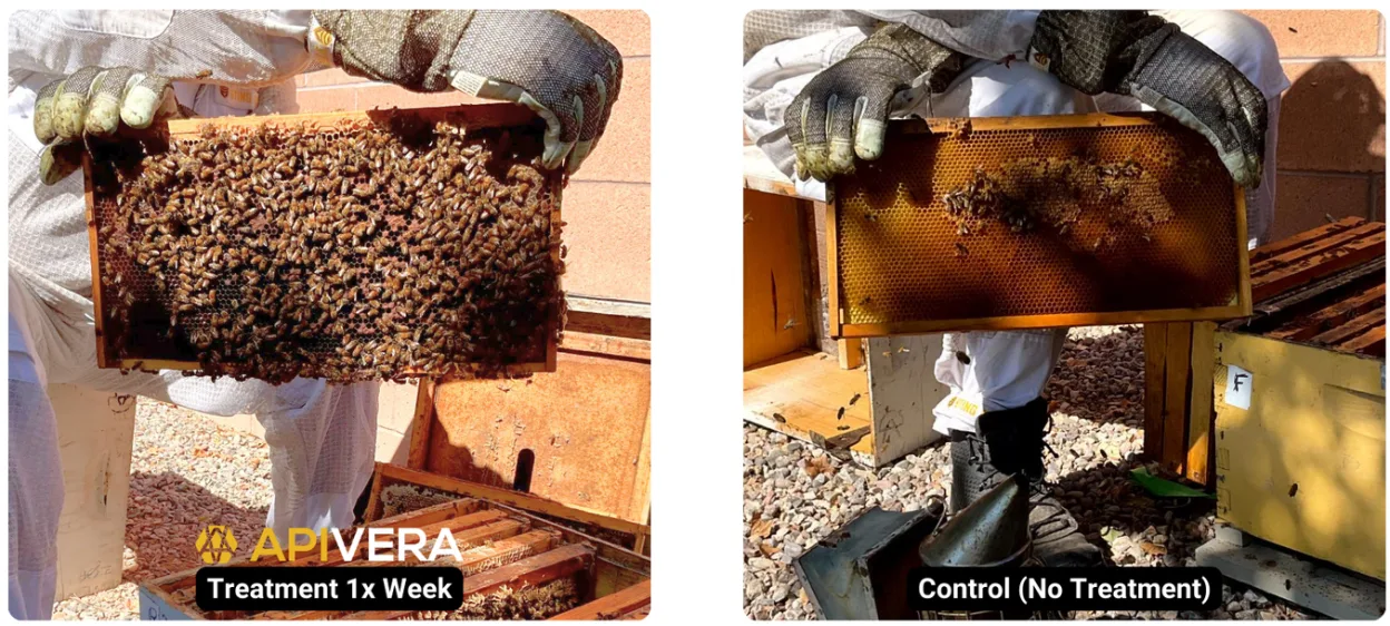 Comparison of treated and untreated hives showing the impact of ApiVera treatment.