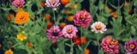 Zinnias