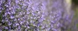 Catmint (Nepeta)