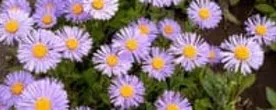 Asters