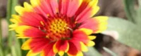 Blanket Flower (Gaillardia)