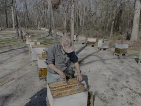Georgia apiary where queen field trials were conducted