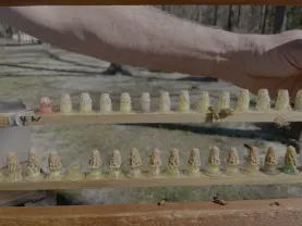 Queen cells from the Georgia Queen Study