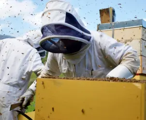 Beekeeping situation image