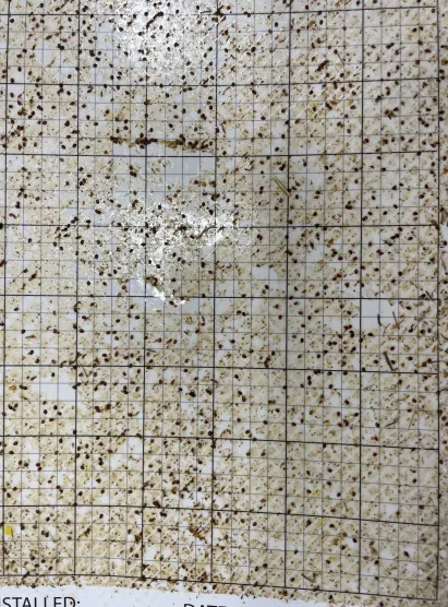 Stickyboard showing mite drop after treatment