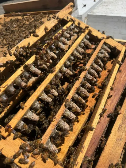Queen cells in a colony under field research conditions