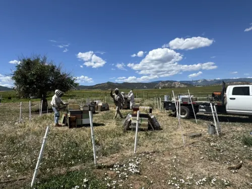 Beekeeping in the field