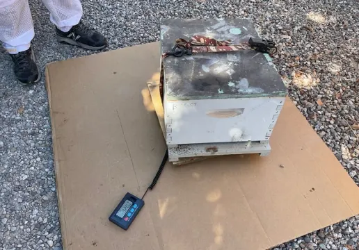 Weighing Hive B on September 13, 2024 - No queen present (32.02 kg)