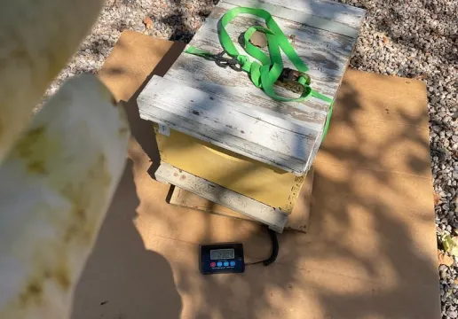 Weighing Hive F on September 13, 2024 (23.04 kg)