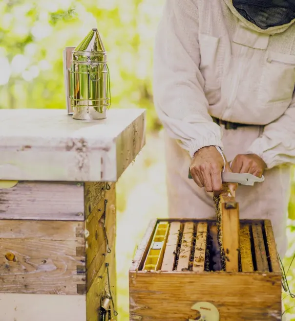 Beekeeper holding frame with bees