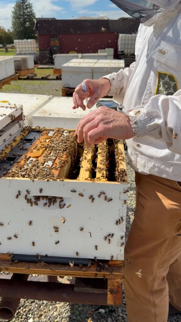 Commercial beekeeper inspecting a colony in the apiary