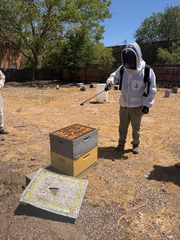 Beekeeper applying ApiVera treatment to a live hive in an apiary