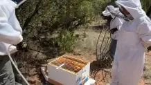 Hive Health sprayer 2