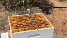 Hive Health sprayer 1