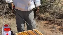Hive Health sprayer 3