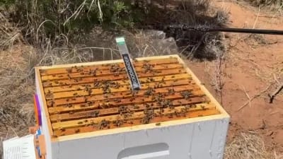 Hive Health sprayer 1