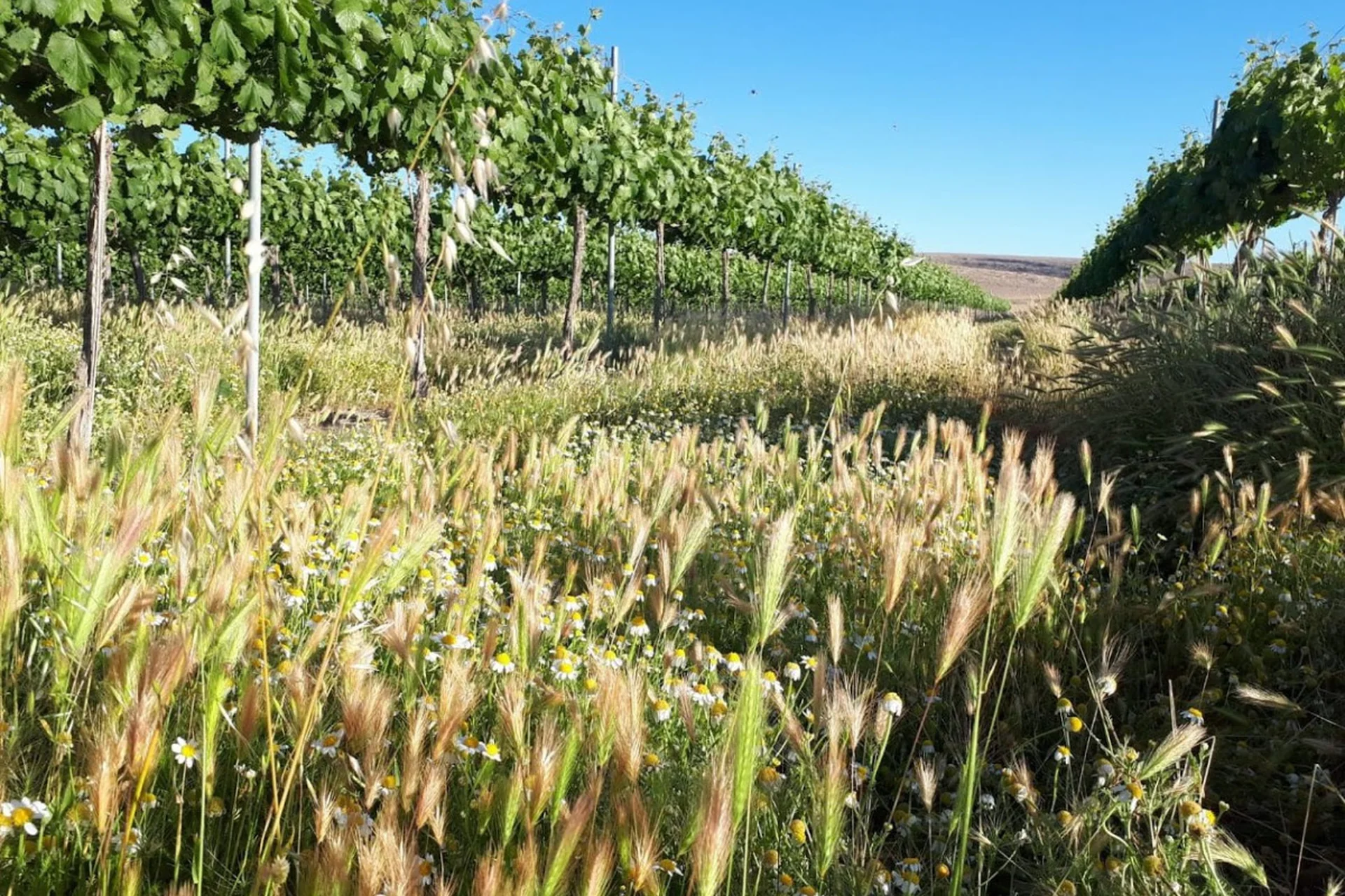Quand la cacherout s'oppose à l'agriculture : la nouvelle bataille qui se joue dans les vignes