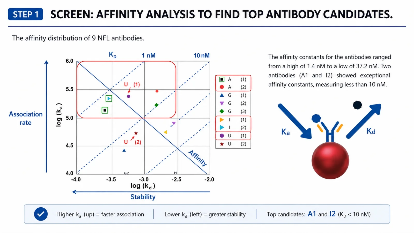 Affinity map of 9 NfL antibodies showing log(ka) vs log(kd). A1 and I2 fall in the high-affinity zone with KD < 10 nM.