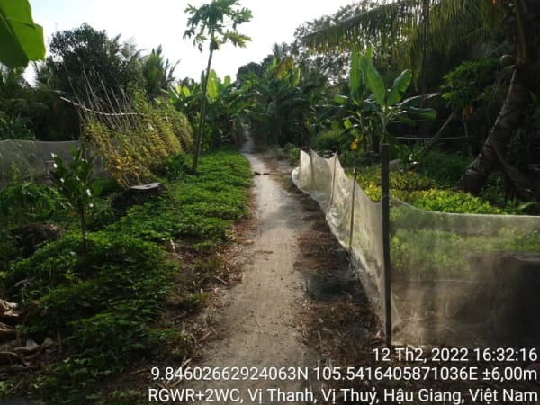 VTY 118 các tuyến đường bê tông/nhựa dưới 3m, xã Vị thanh - Ảnh 3