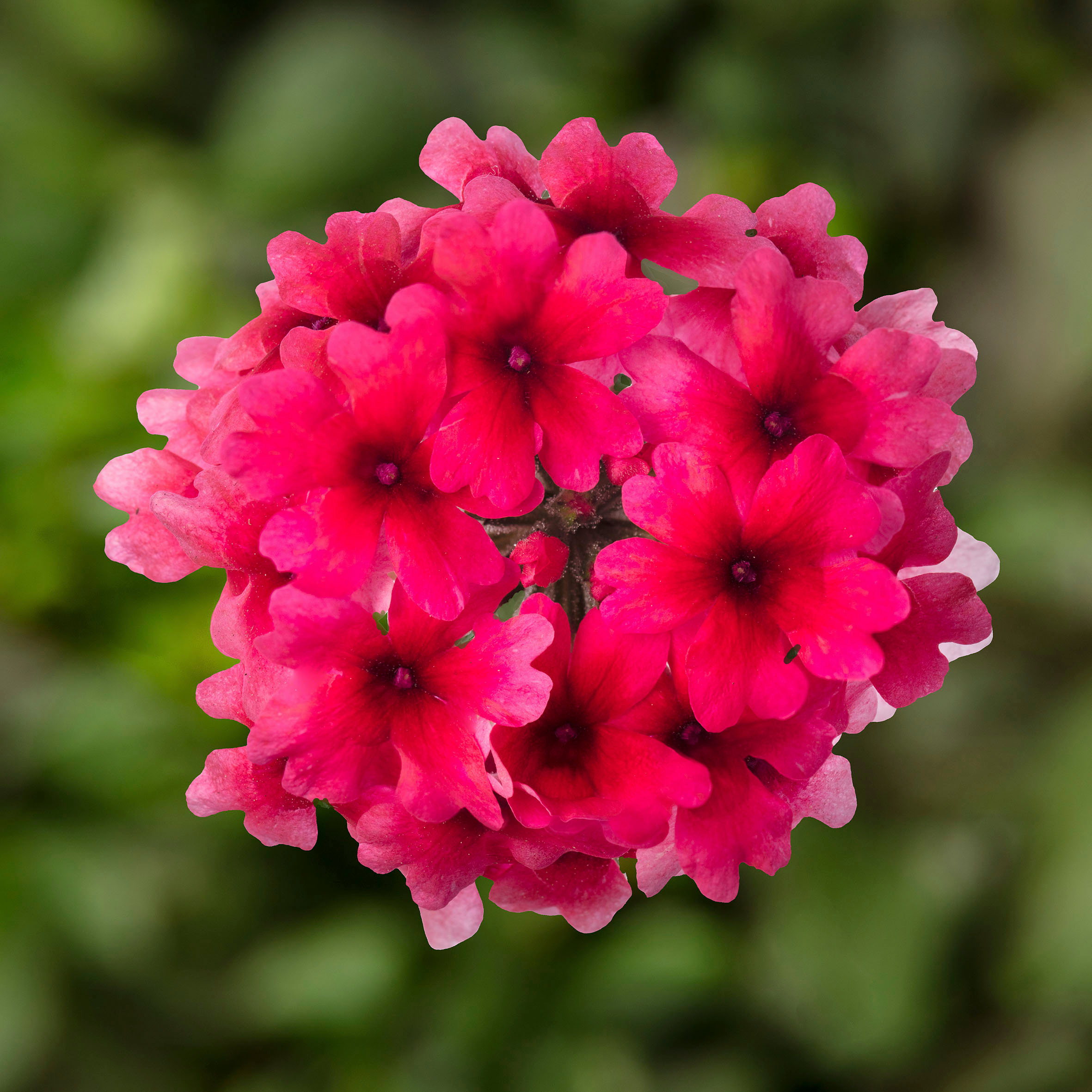 Verbena Lanai Strawberry