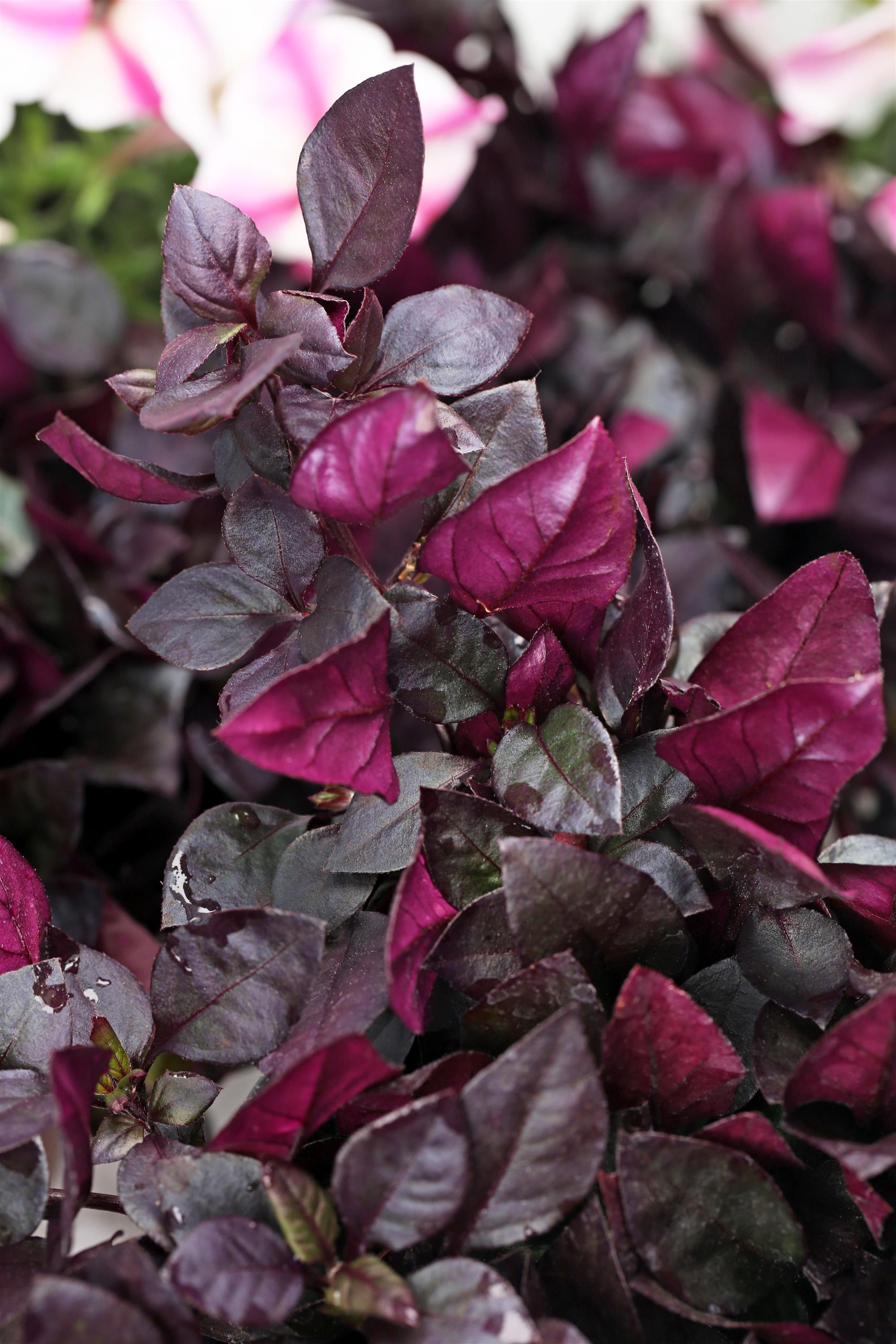 Alternanthera Choco Chili