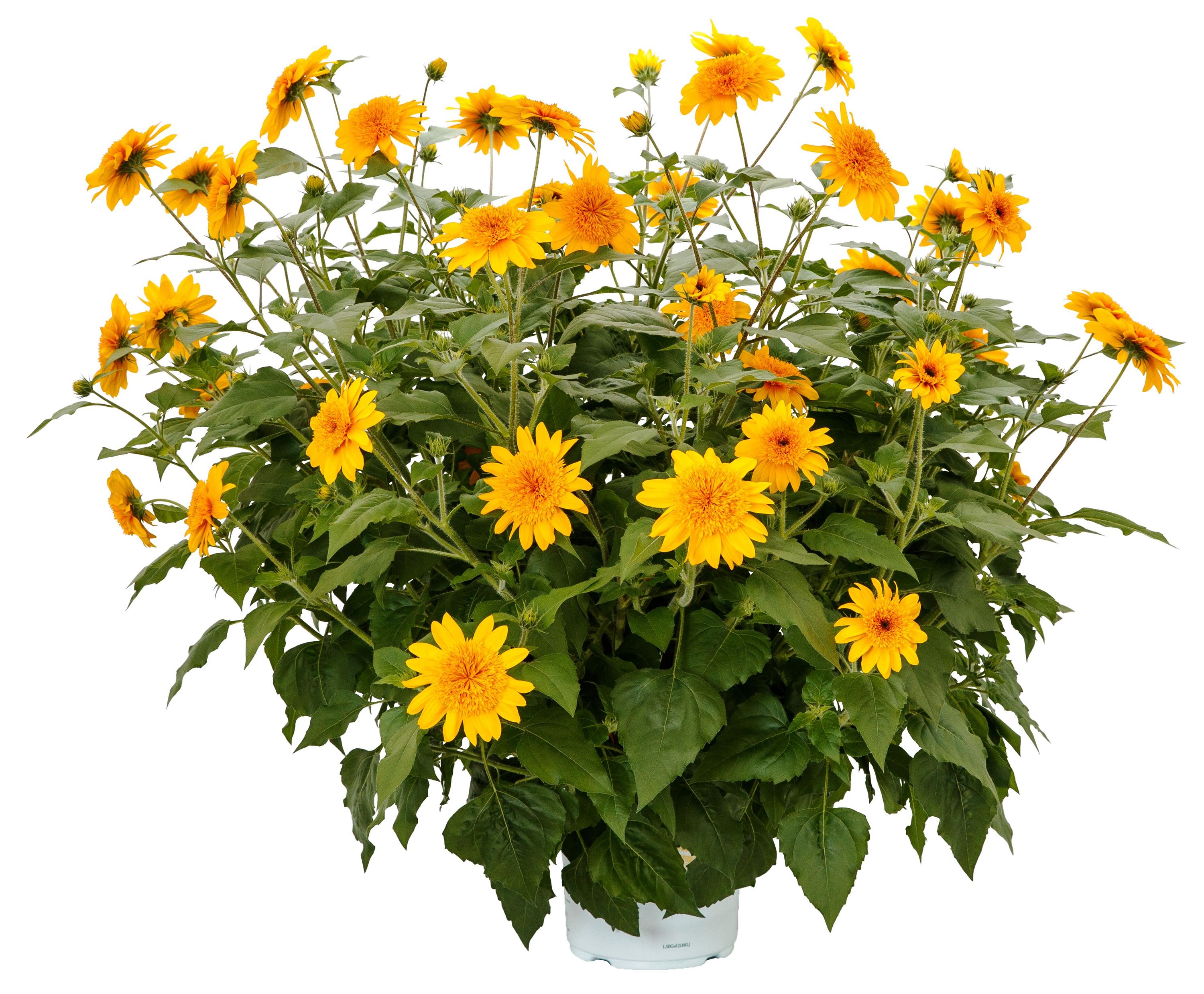 Sunflower Sunfinity Double Yellow