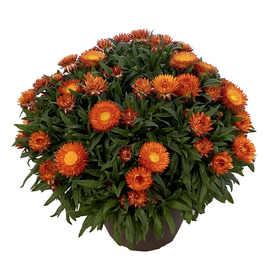 Bracteantha Sunbrero Orange