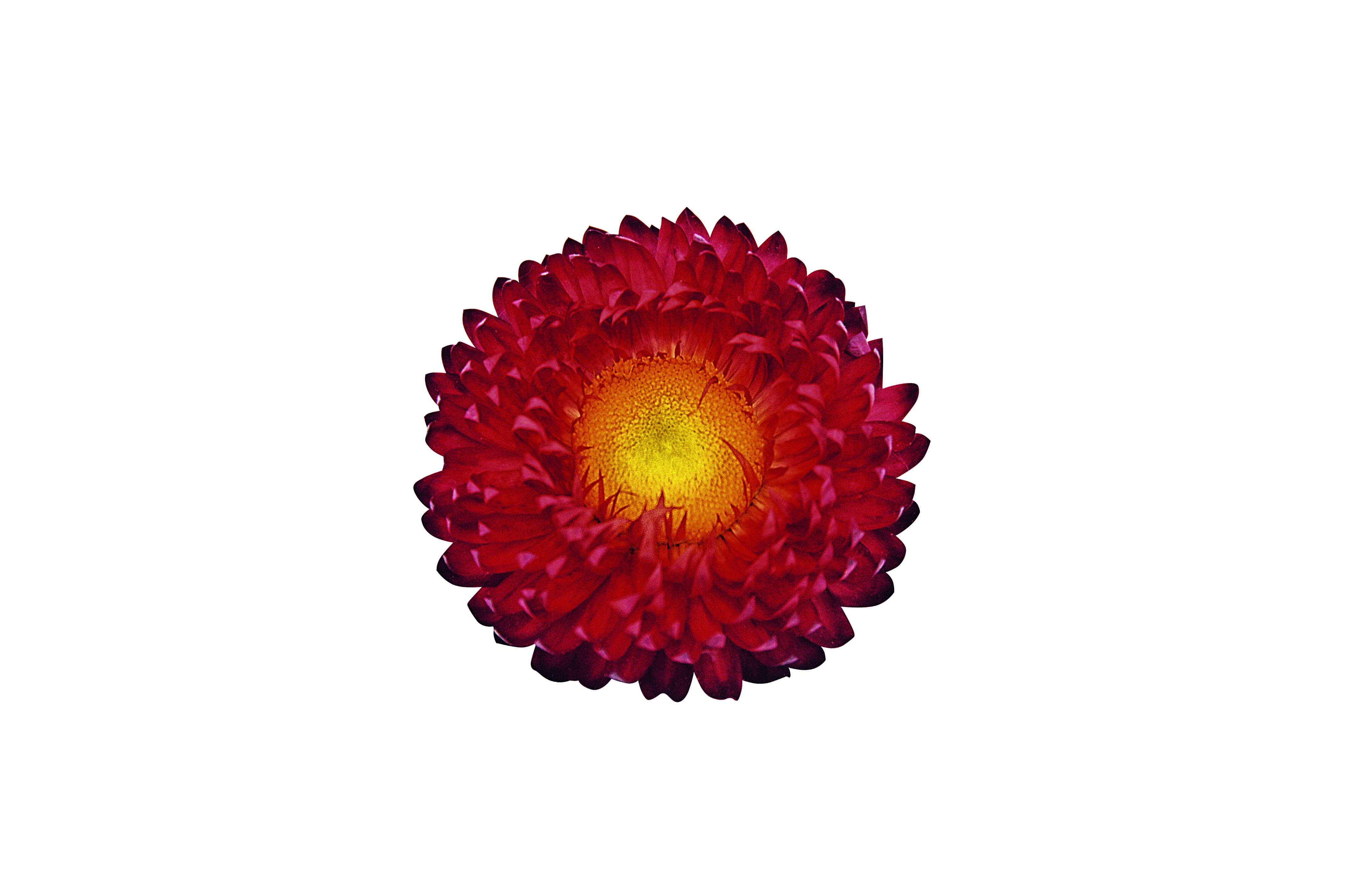 Bracteantha Sunbrero Red