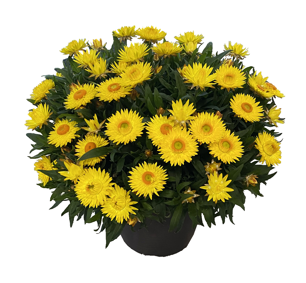 Bracteantha Sunbrero Yellow