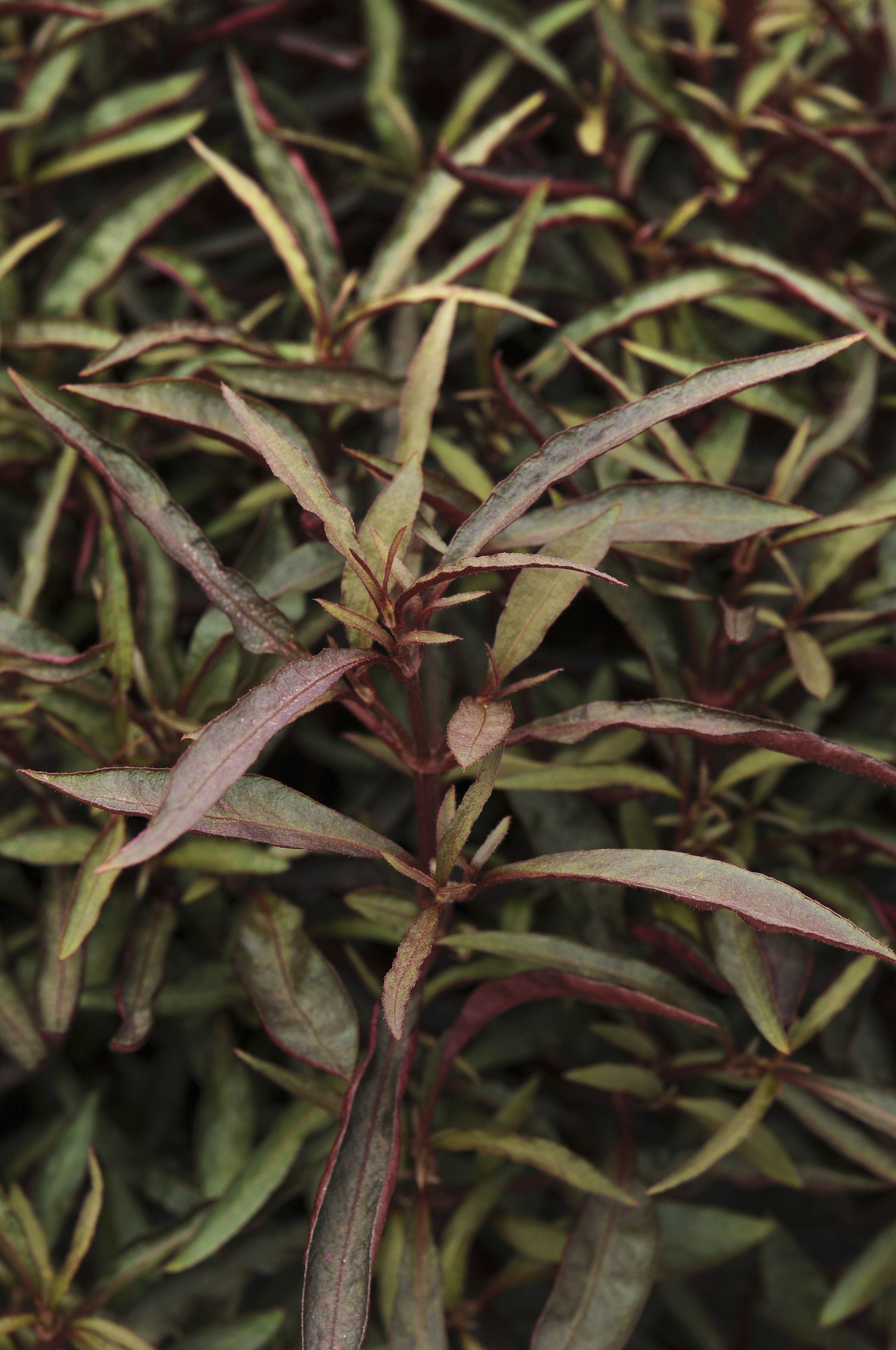 Alternanthera Red Thread