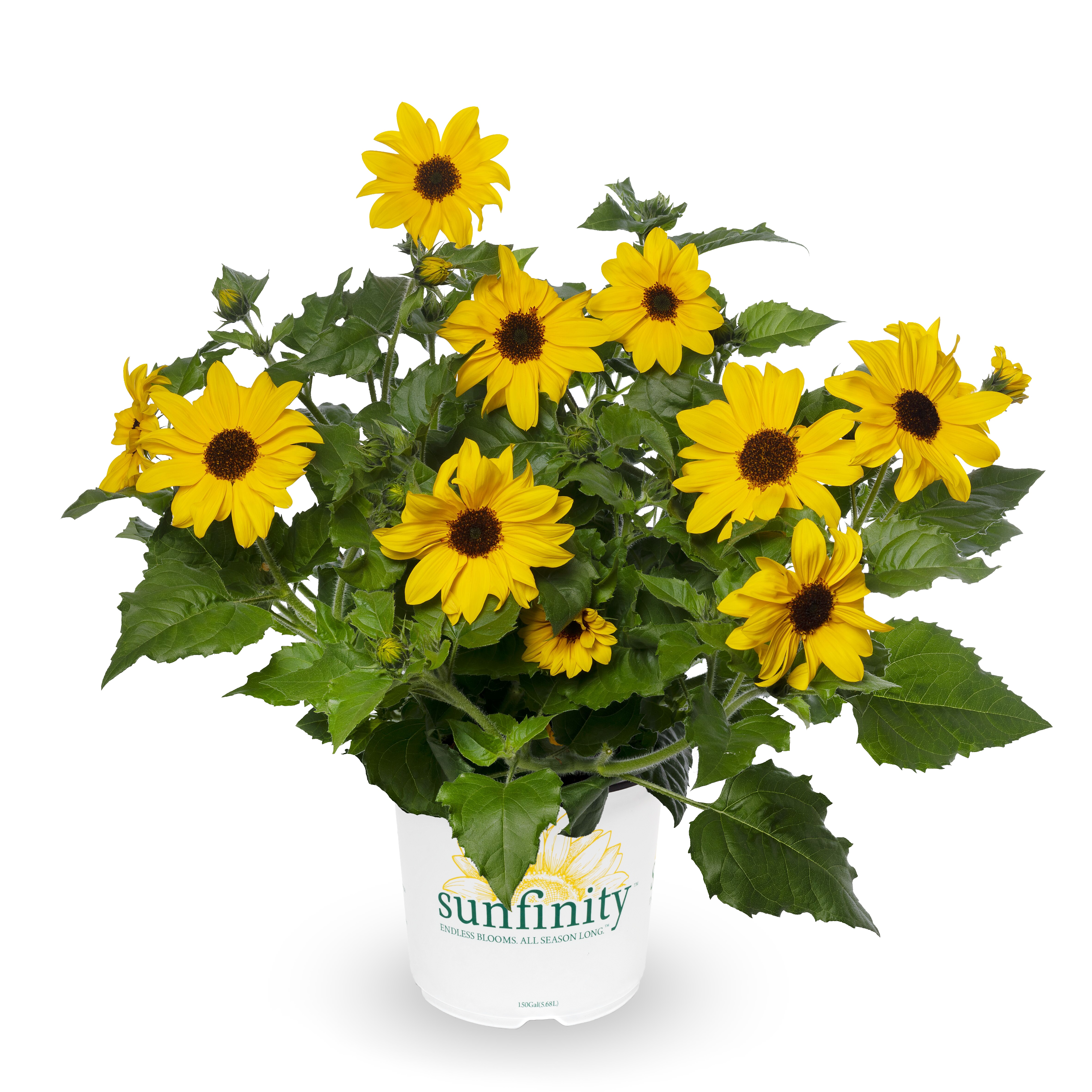 Sunflower Sunfinity