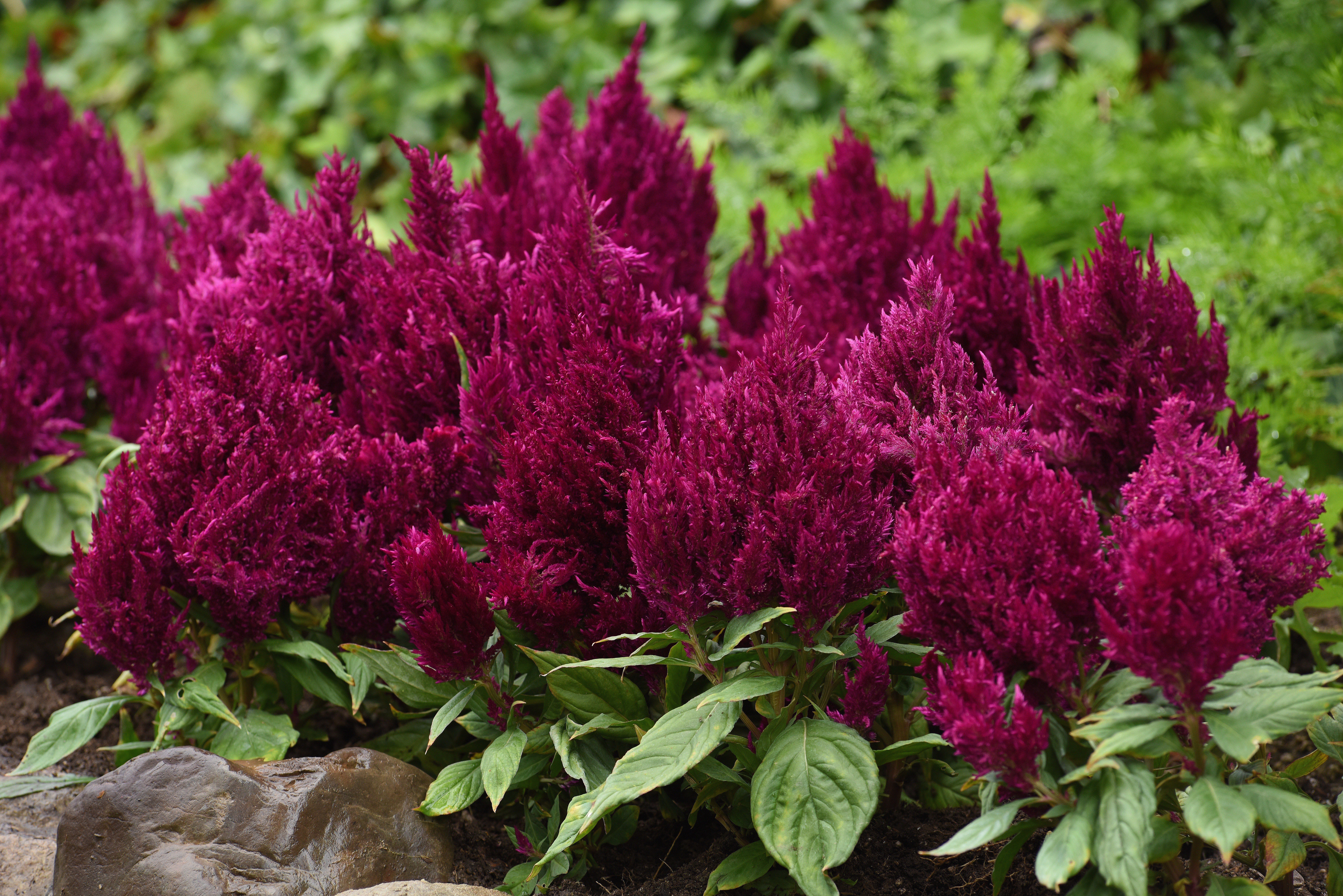 Celosia First Flame Purple
