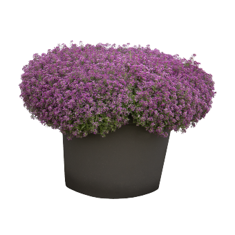 Alyssum Wonderland Blue
