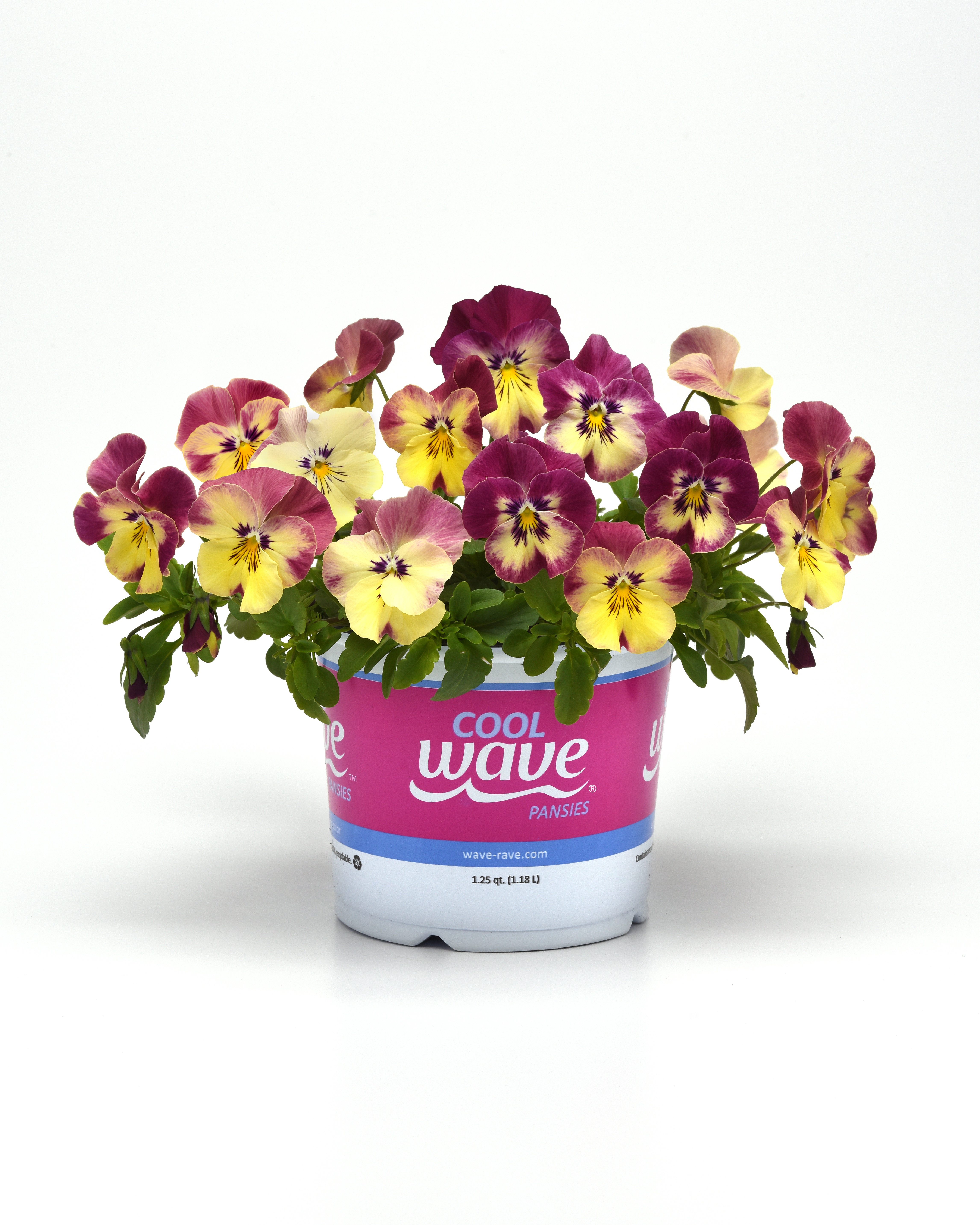 Pansy Cool Wave Strawberry Swirl