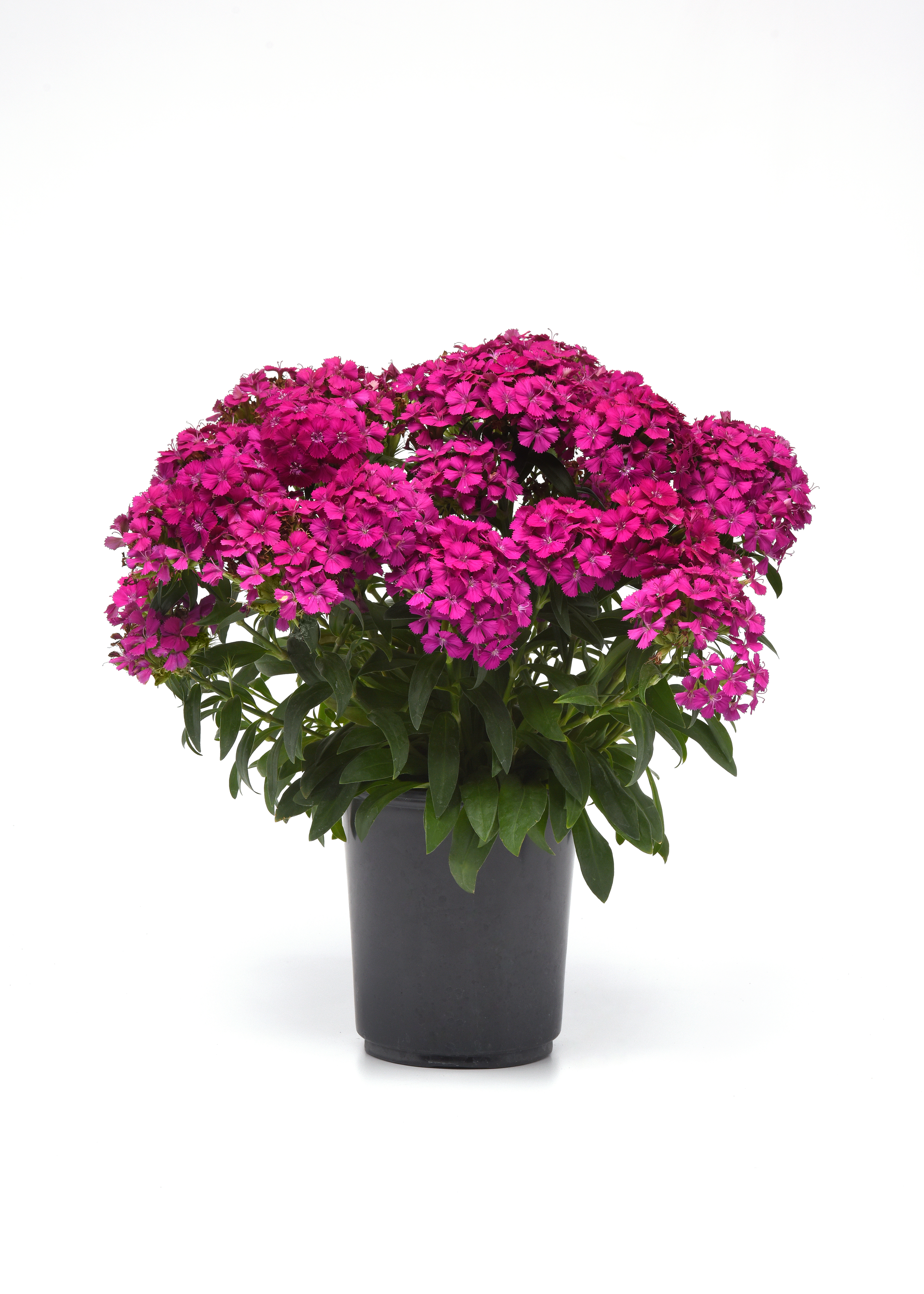 Dianthus Jolt Purple