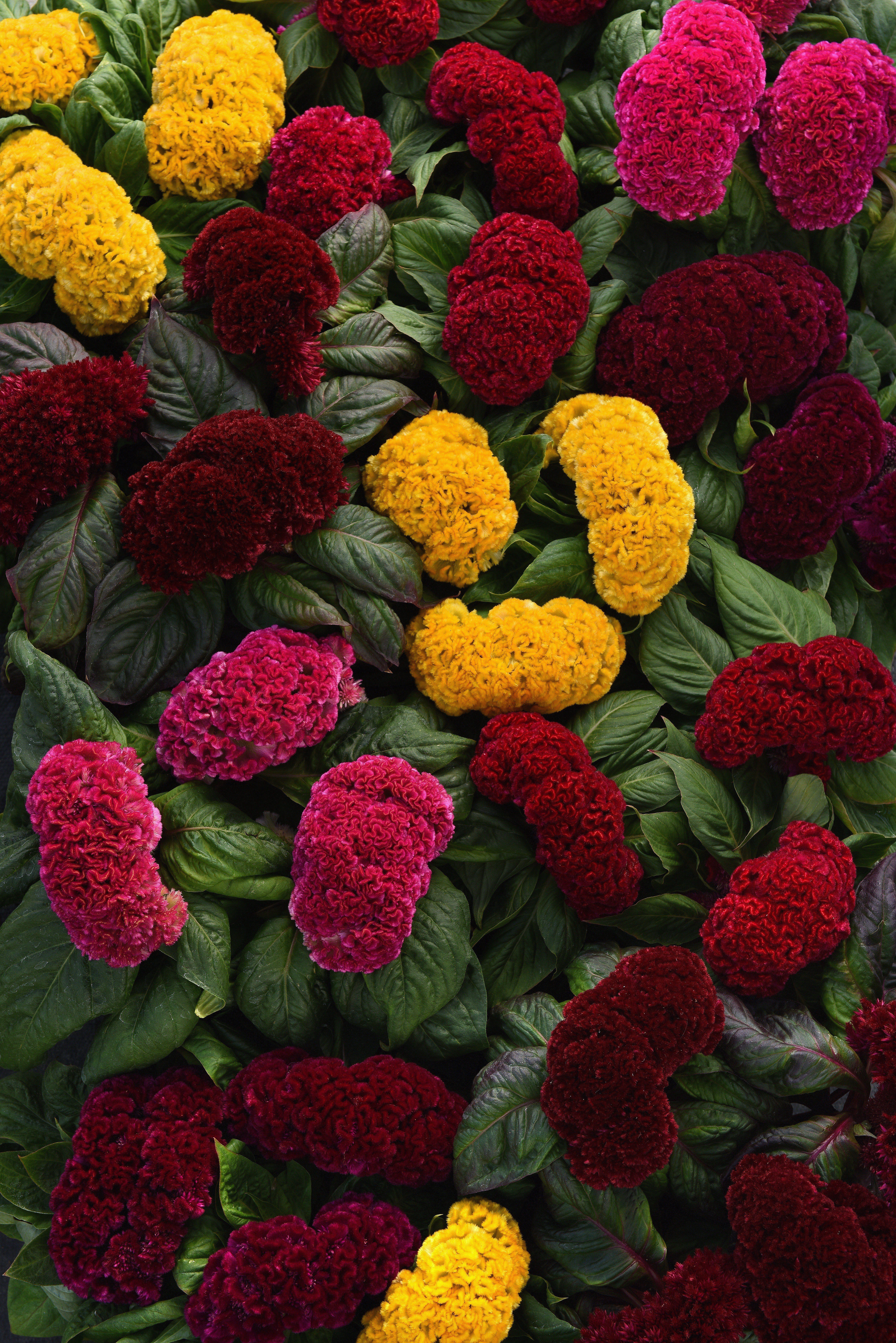 Celosia Concertina Mix