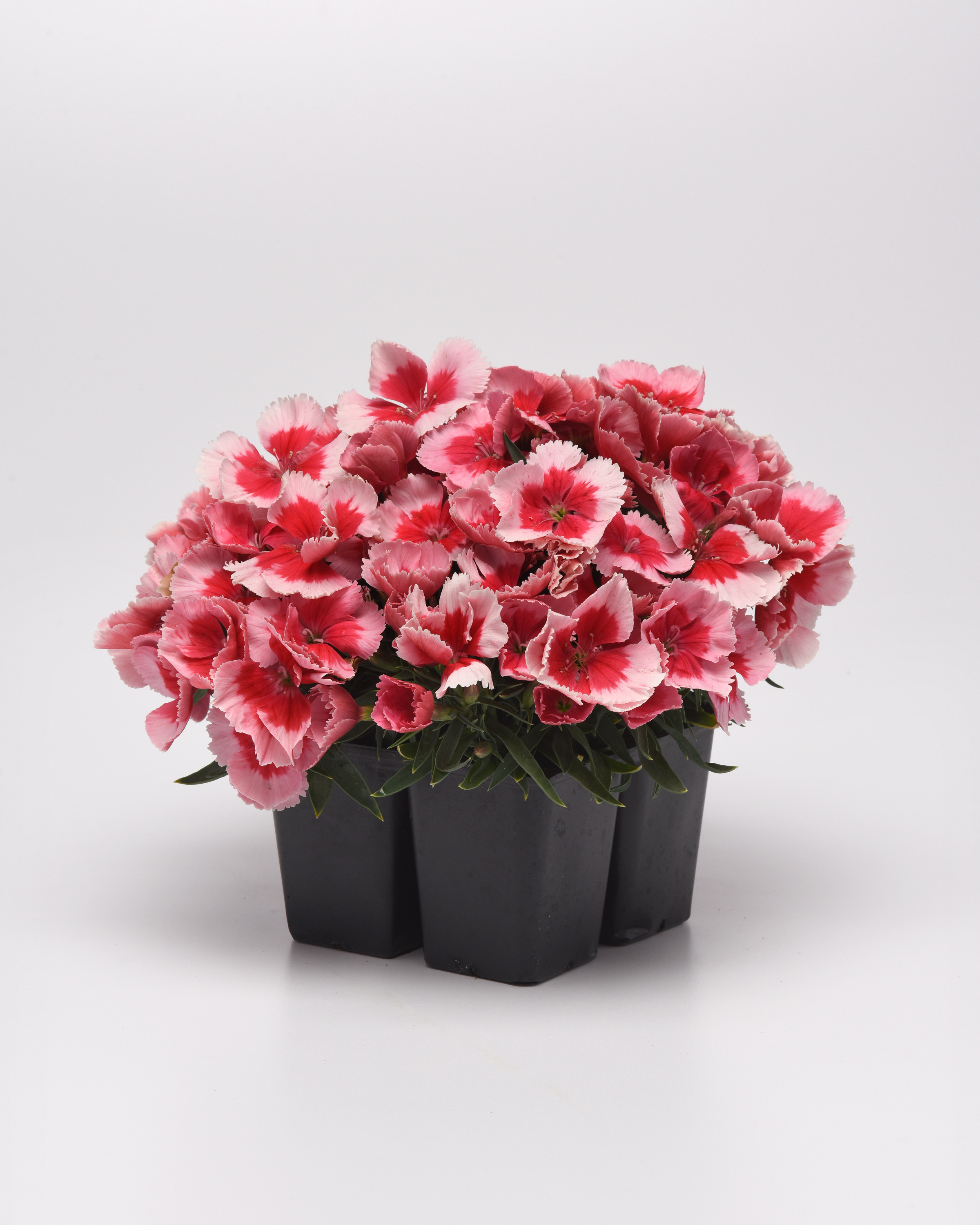 Dianthus Coronet Strawberry
