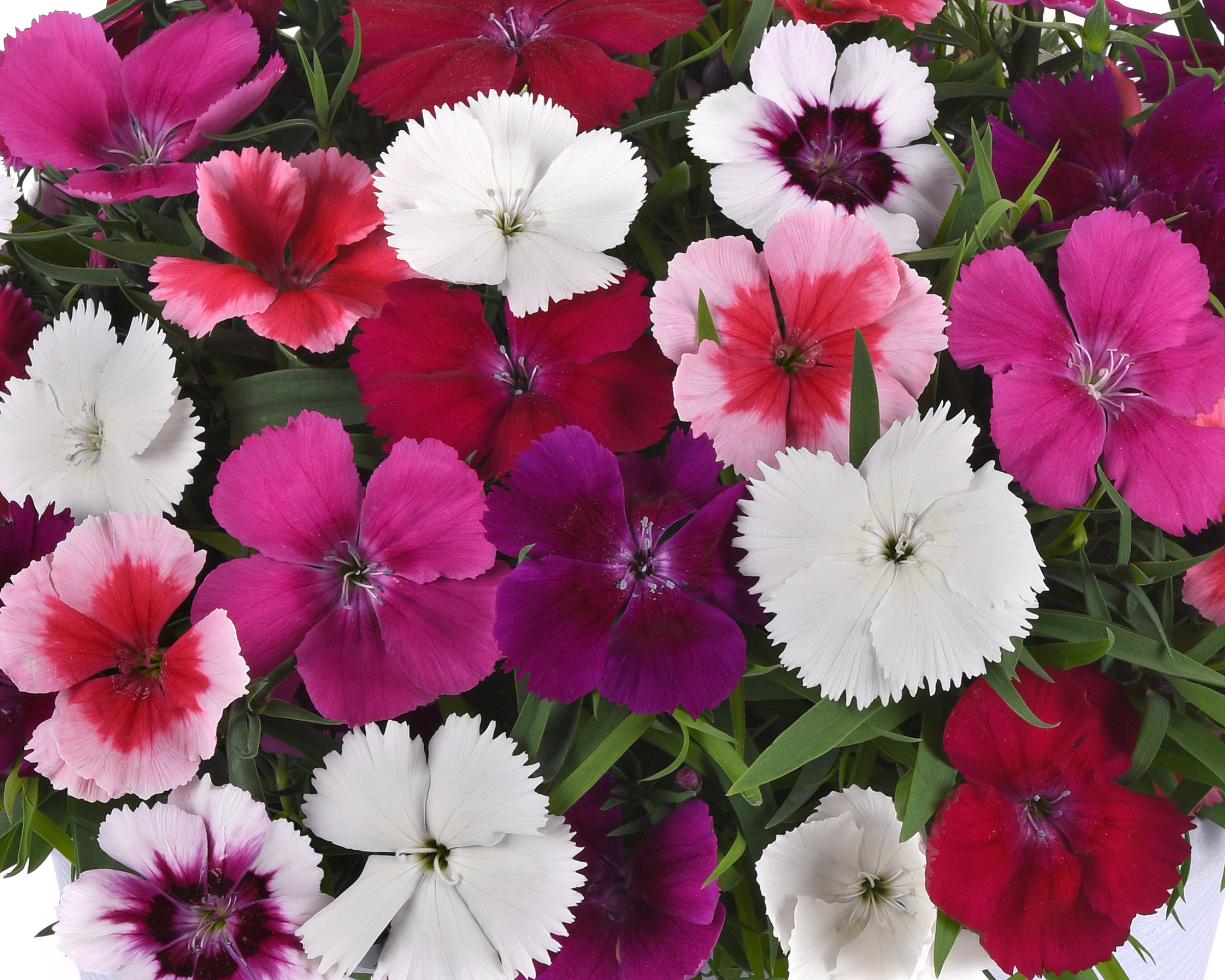Dianthus Coronet Mix