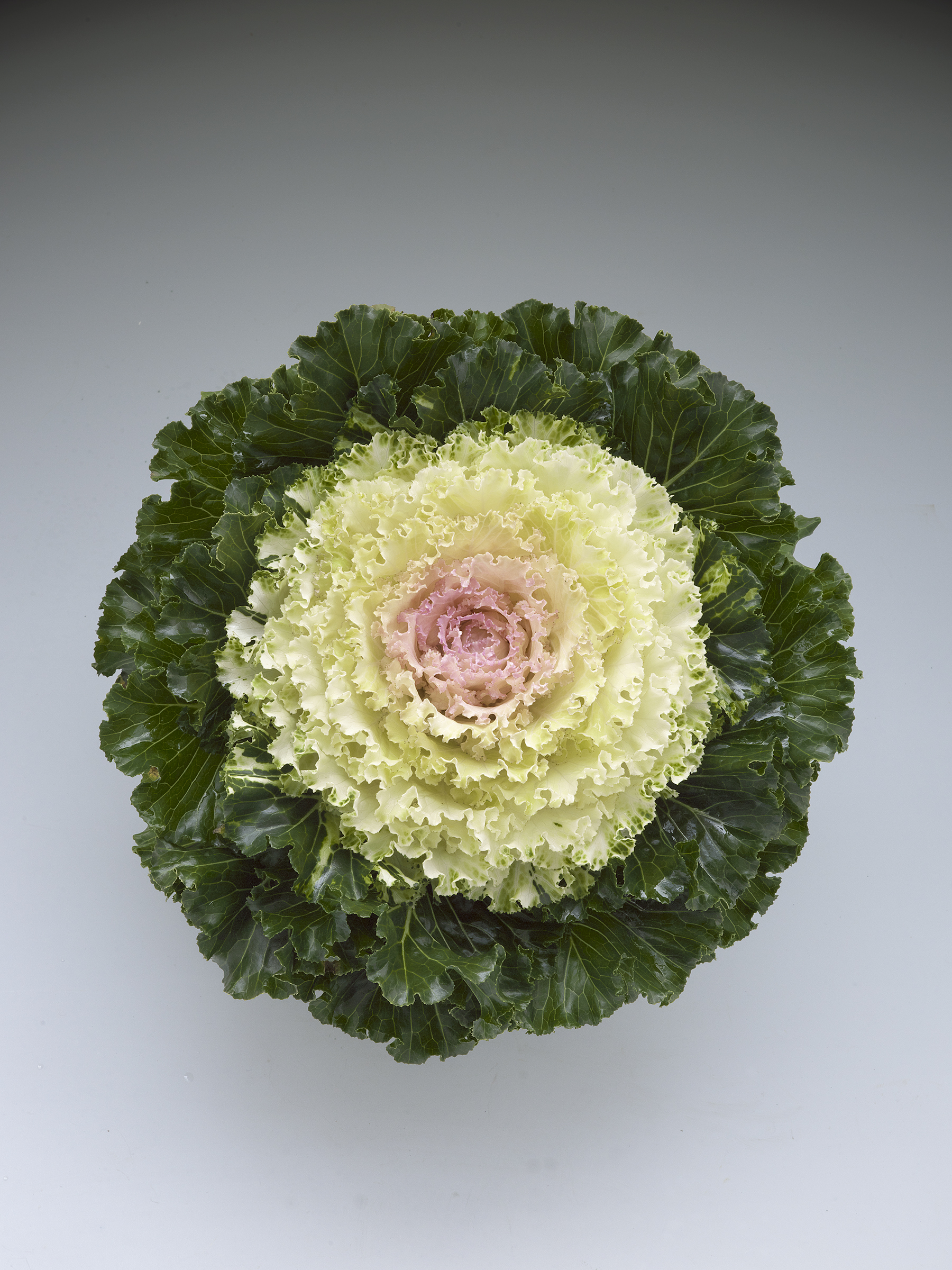 Flowering Kale Crystal Snow