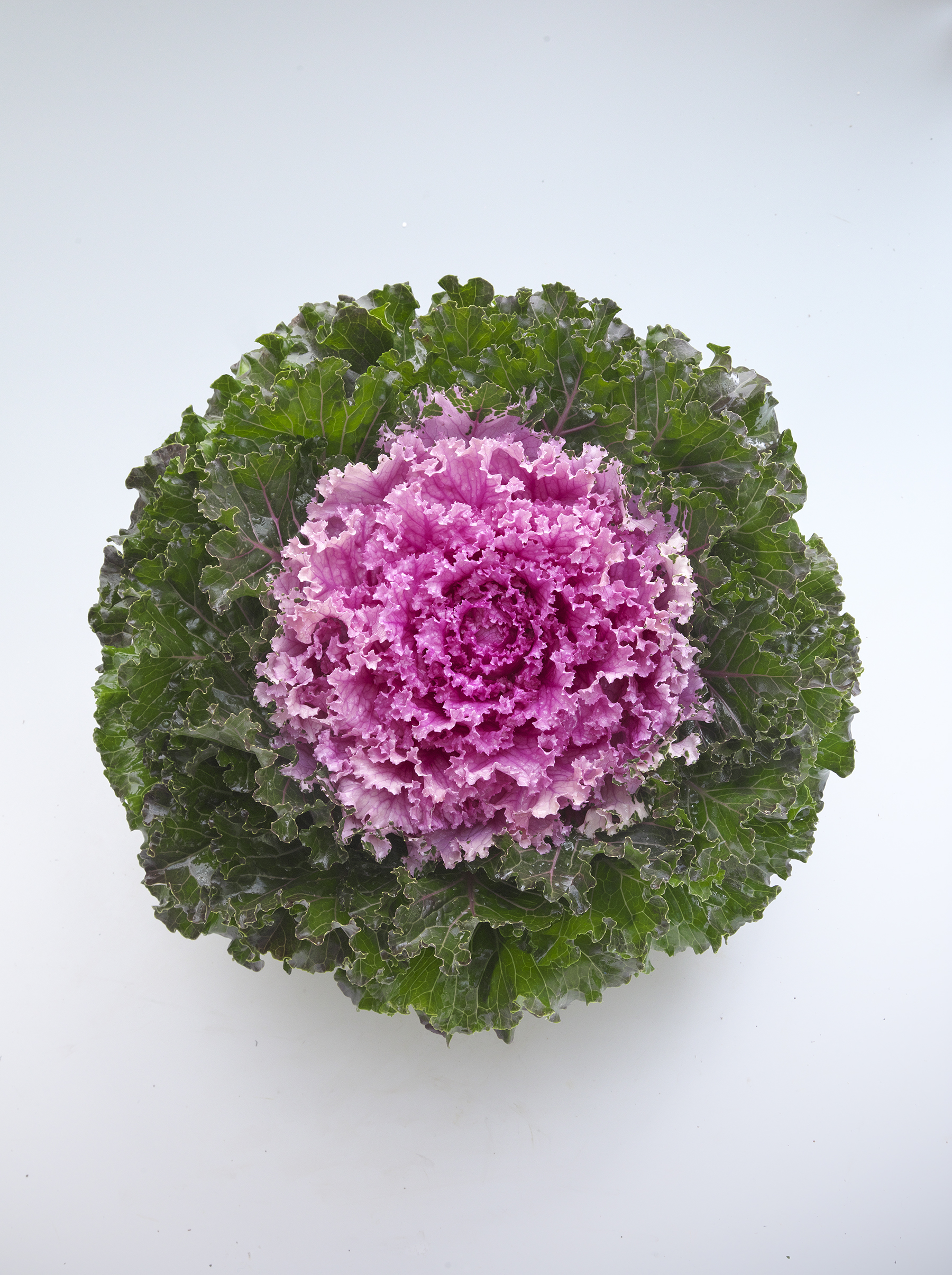 Flowering Kale Crystal Pink