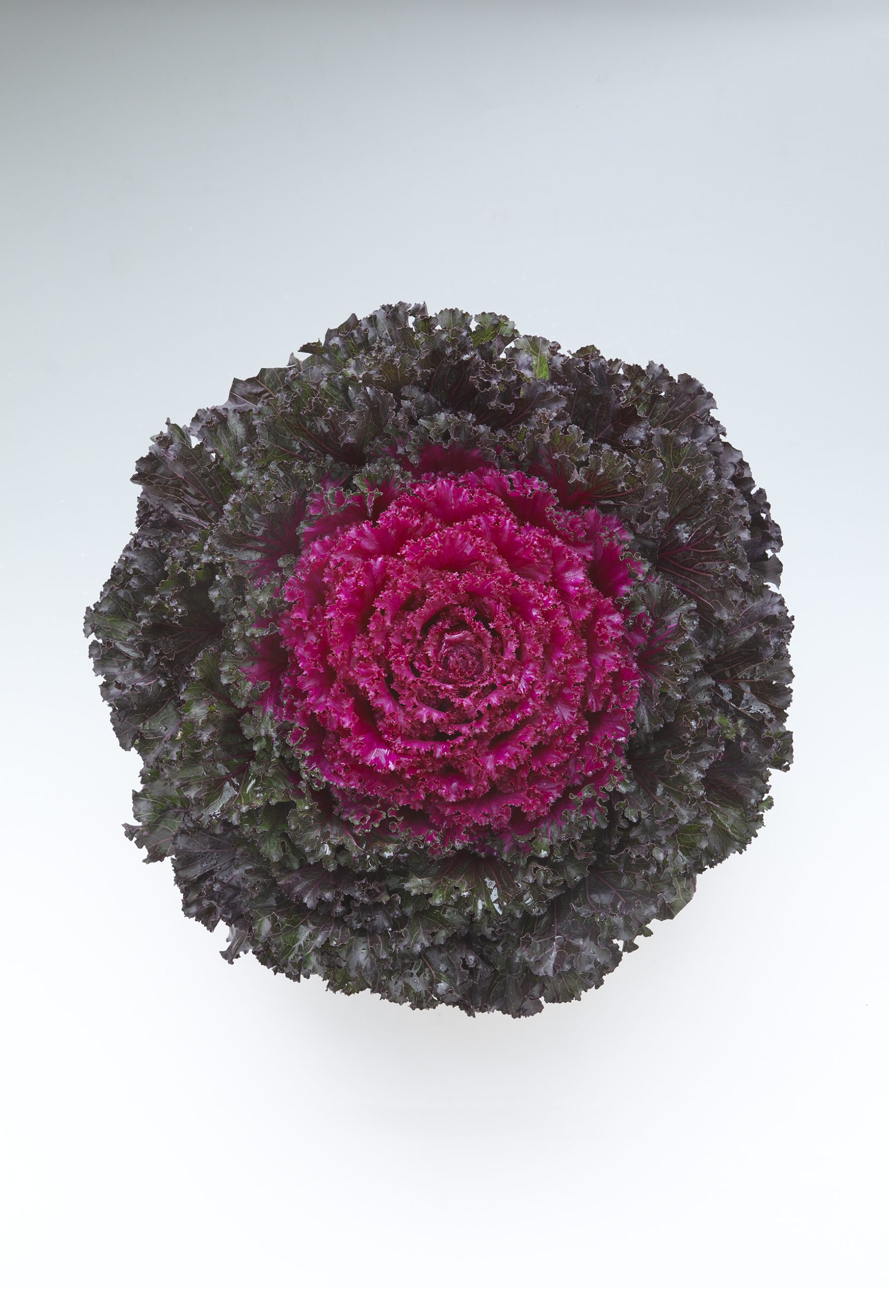 Flowering Kale Crystal Deep Red