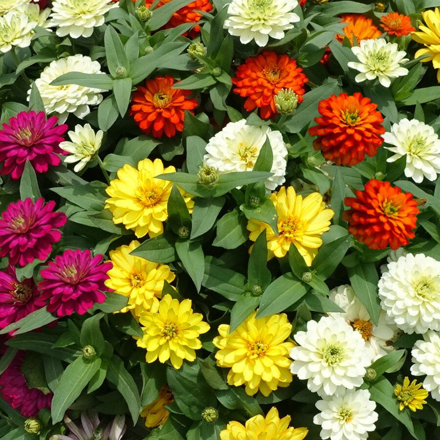 Zinnia Zydeco Mix