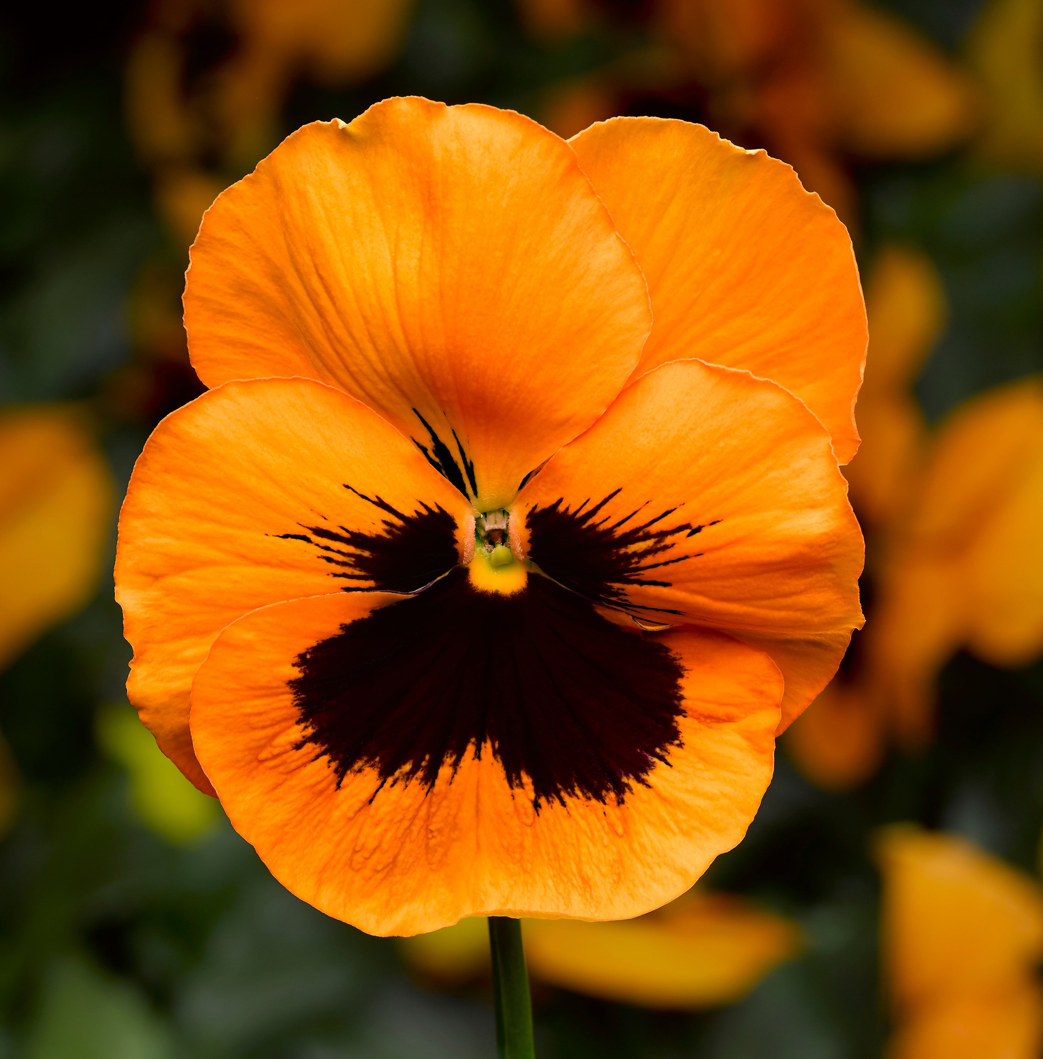 Pansy Select Orange Blotch