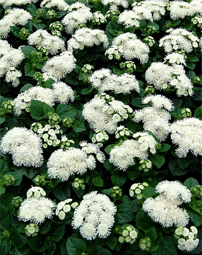 Ageratum Aloha White