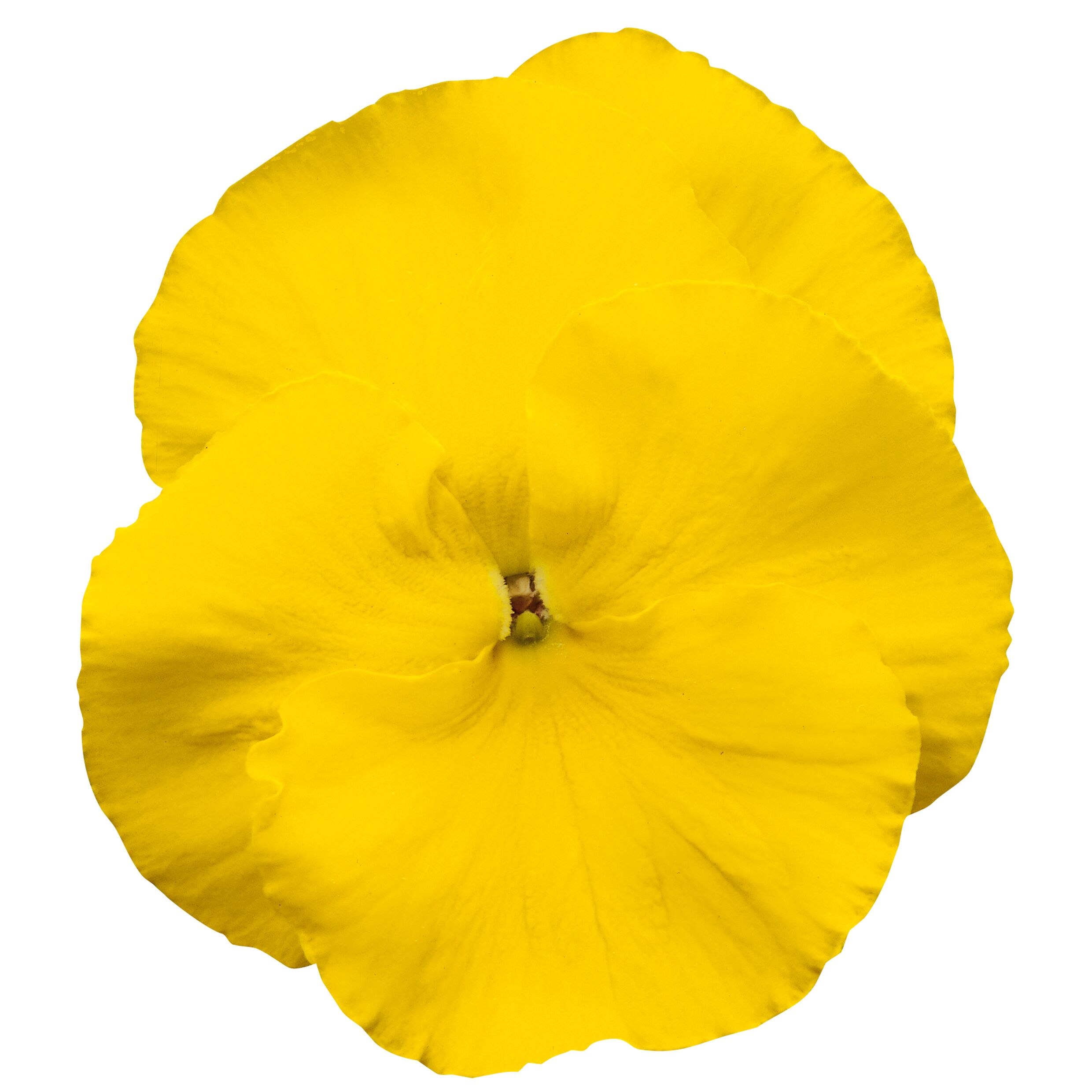 Pansy Pure Yellow