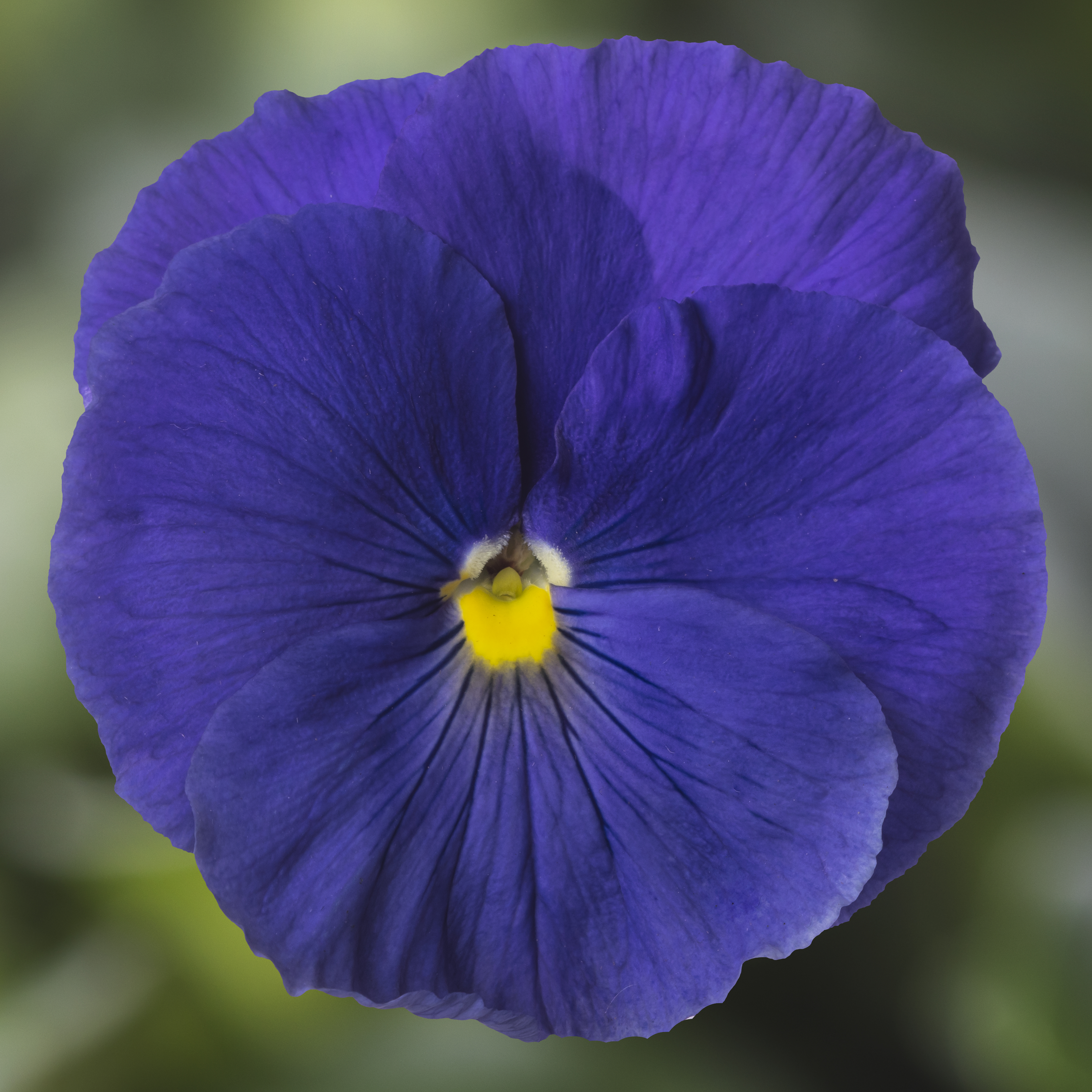 Pansy Pure Blue