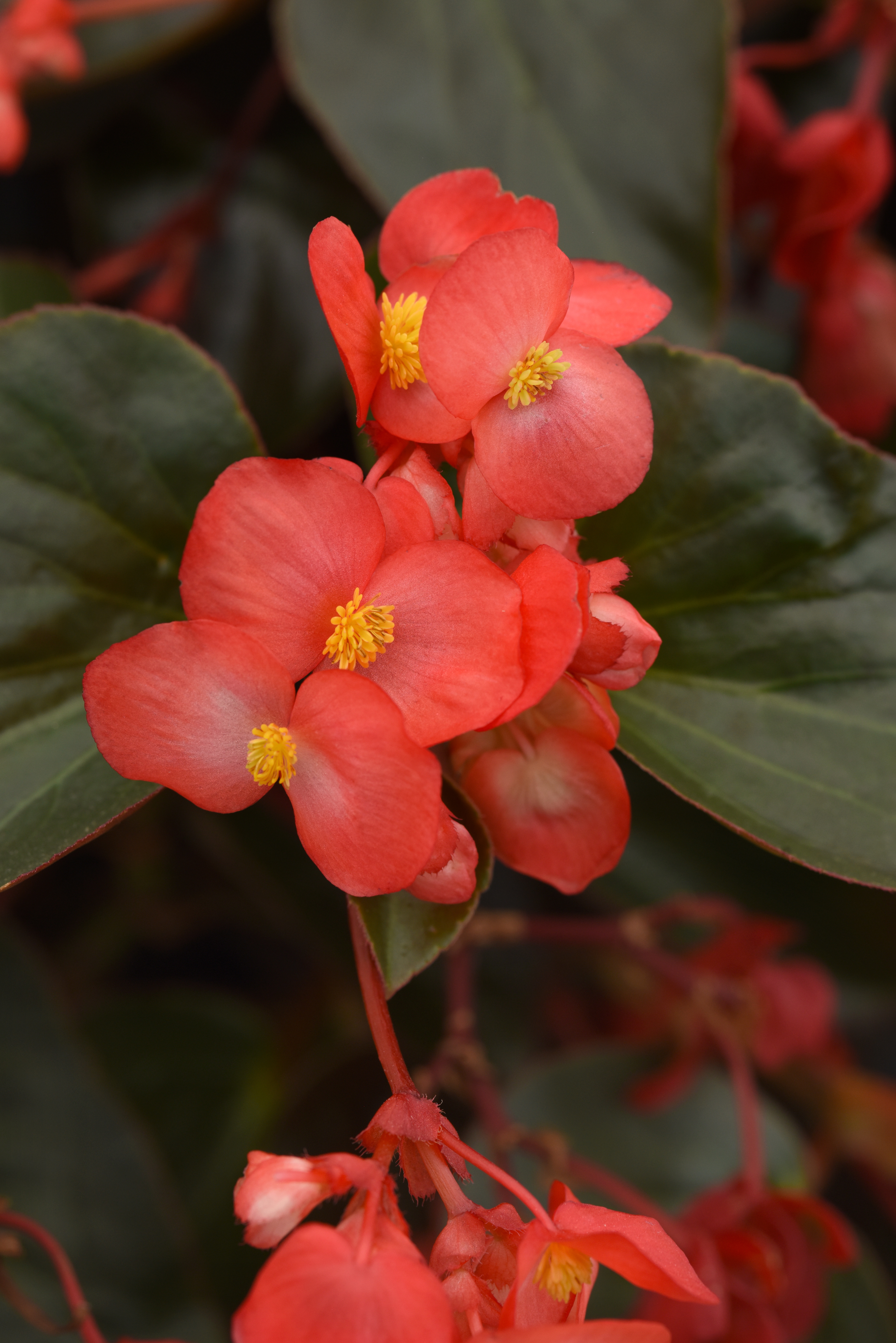 Begonia Dragon Wing Red Bronze Leaf
